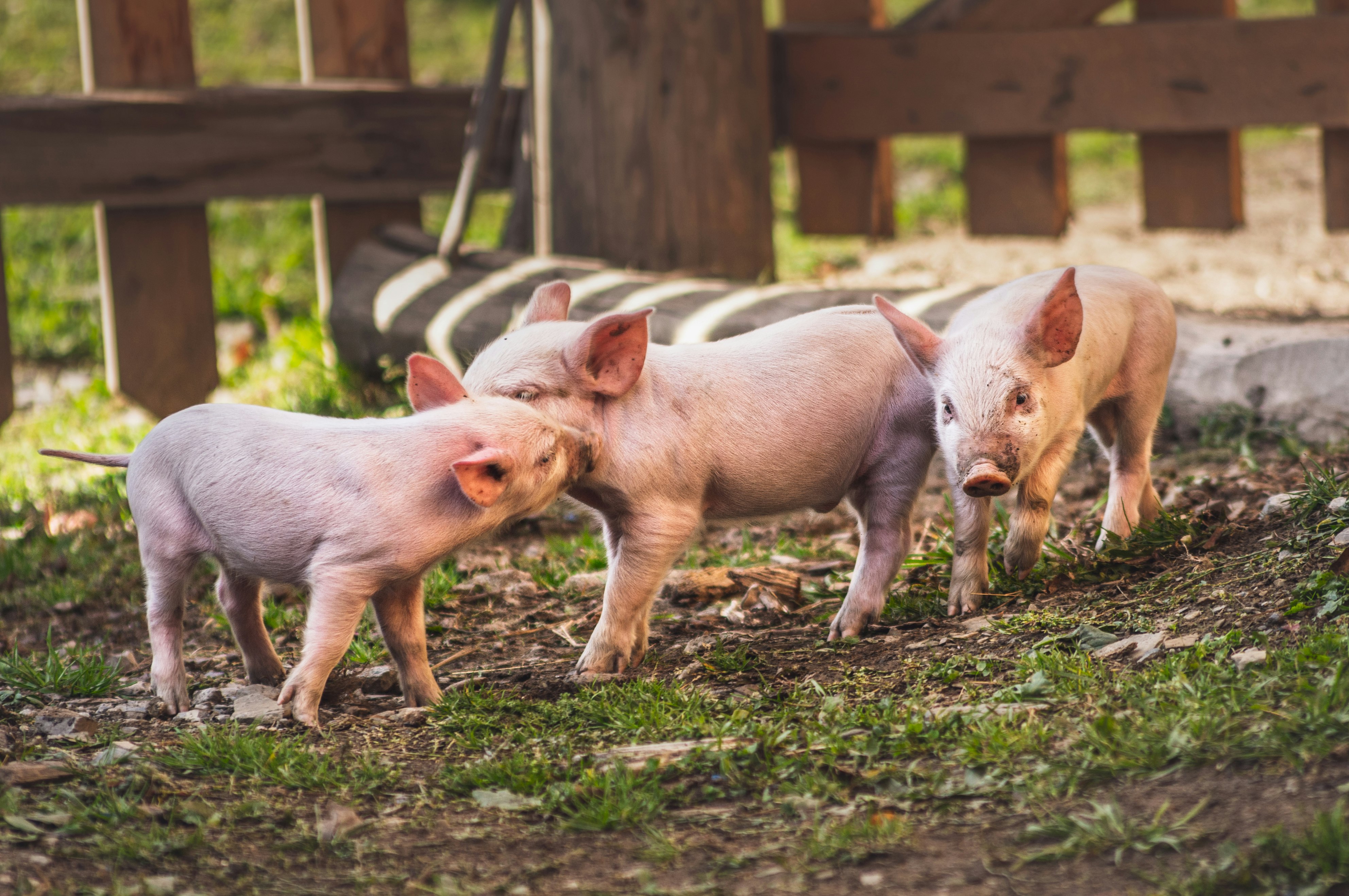 white pig on brown soil